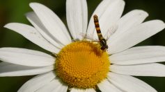 P1280861 Spharophoria scripta Gemwohnlich Langbauch-Schwebfliege oder Gemeine Stiftschwebfliege